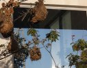 In the harsh West coast environment,the garden has become an oasis for birds