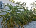 Aloe, aloe, aloe. Whats going on around here then?