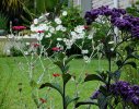Flowerbeds soften the lawn edge
