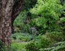 A view of the forest dell