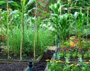 The Potager supplements organic vegetables and cut flowers to the household