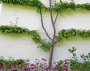 An espaliered plum maximizes use of vertical wall space
