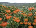 Pincushions in full bloom