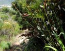 Restios adjacent to pathway